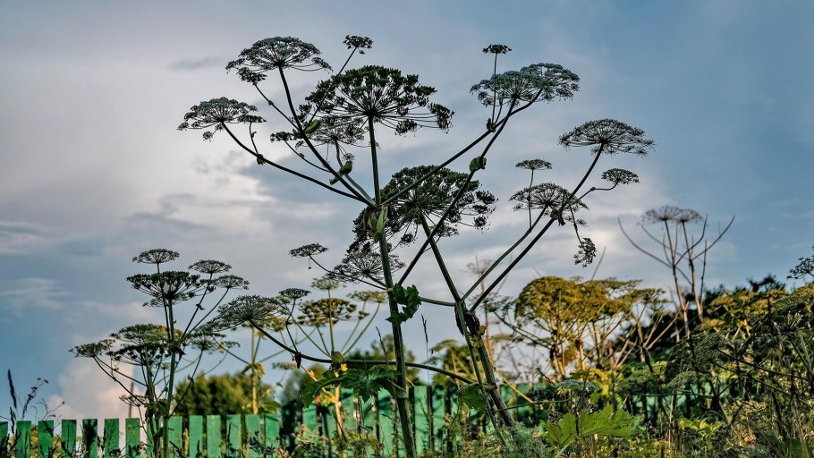 Гигантский борщевик сосновского