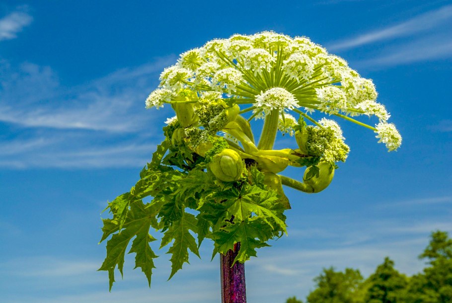 Heracleum mantegazzianum