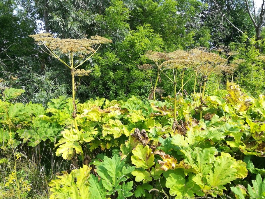 Ядовитый борщевик сосновского