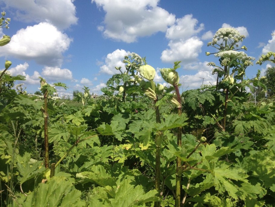 Борщевик сосновского лист