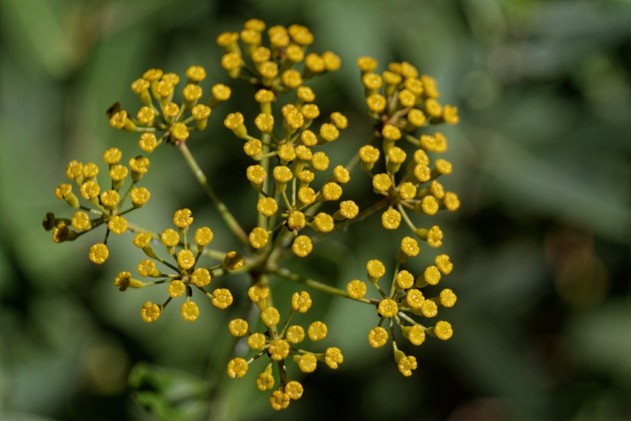 Володушка серповидная Bupleurum falcatum