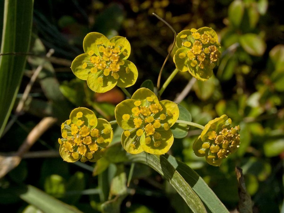 Володушка многожильчатая