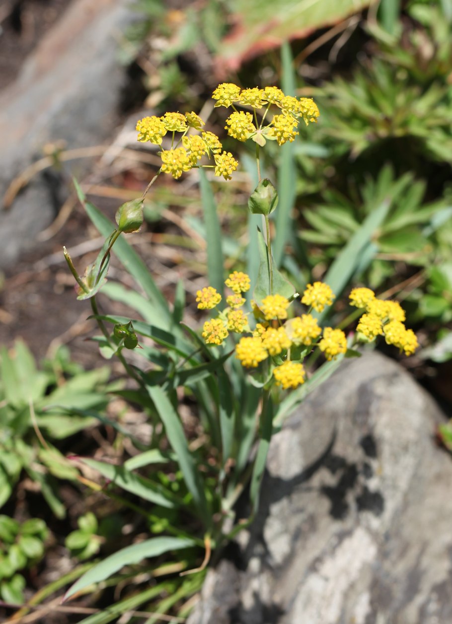 Володушка длиннолистная