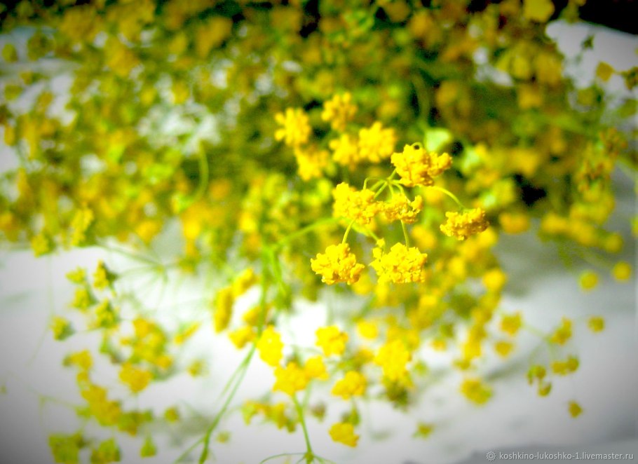 Володушка сухоцвет