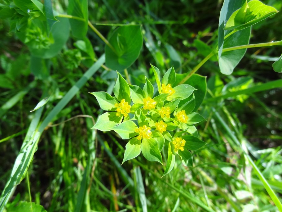 Володушка круглолистная