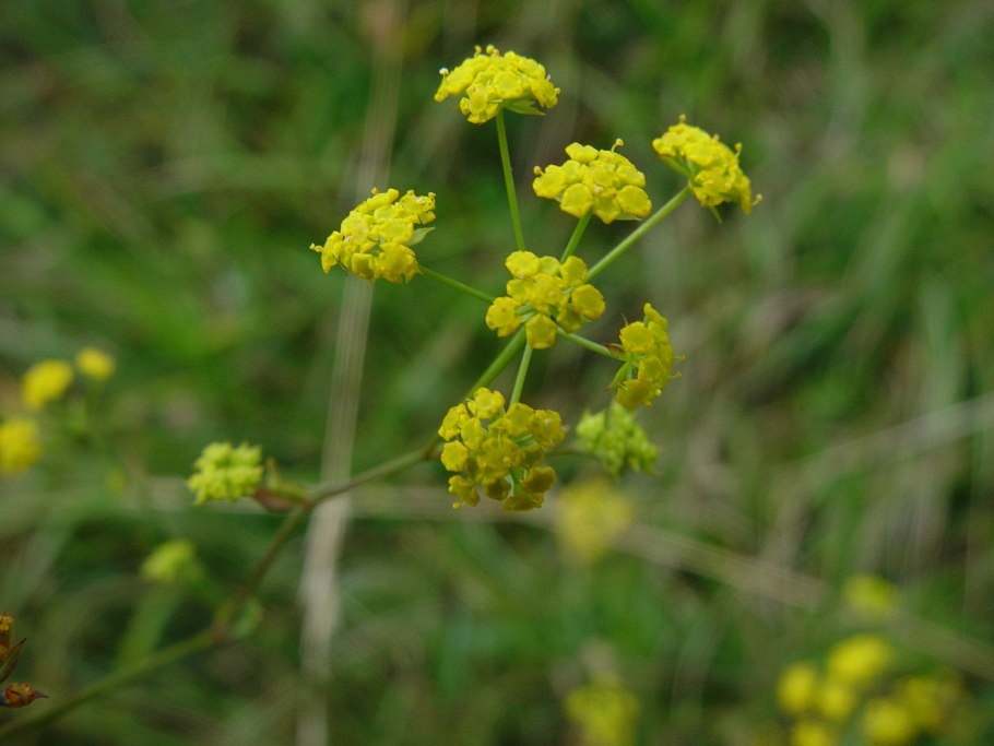 Володушка многожильчатая