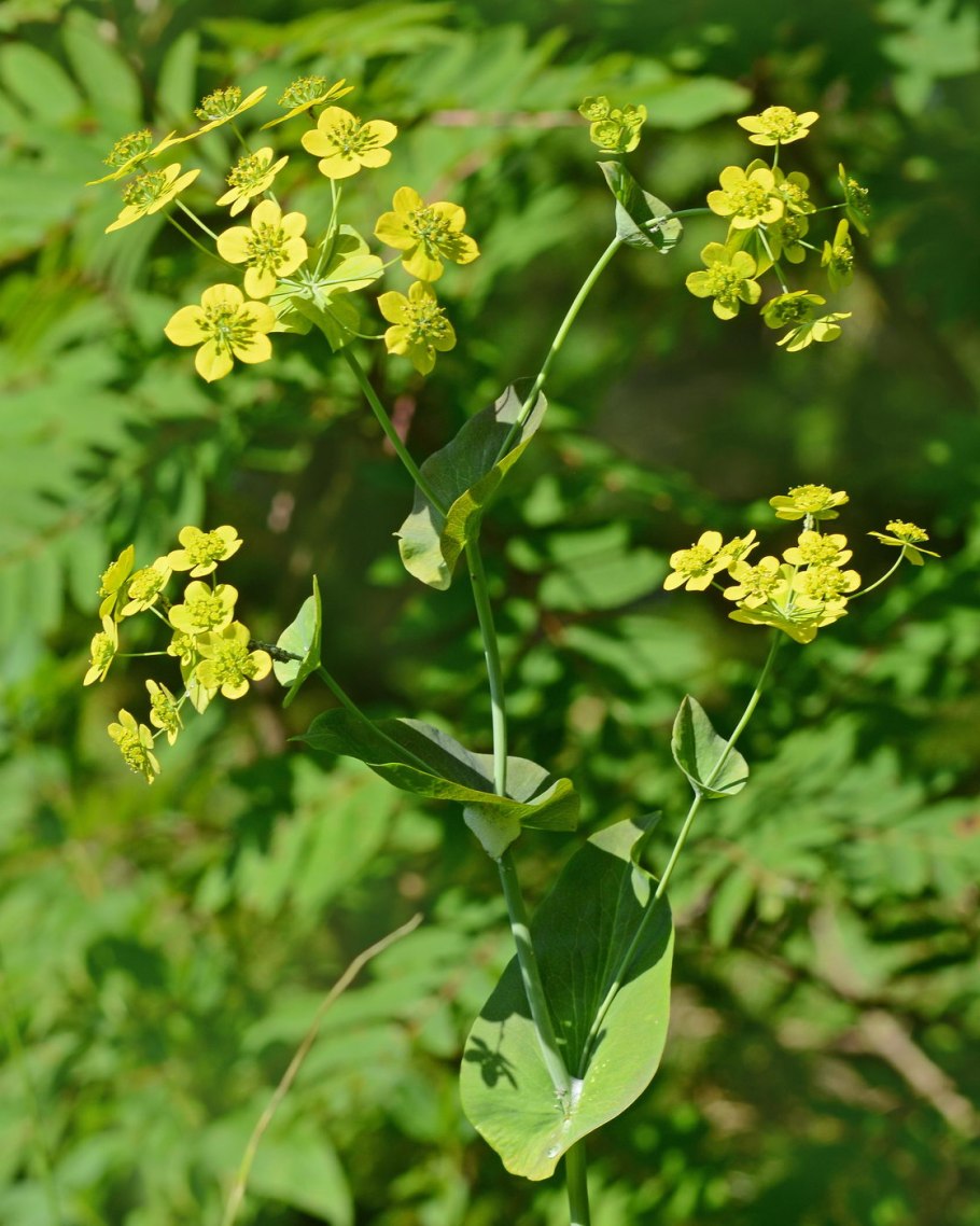 Володушка многожильчатая