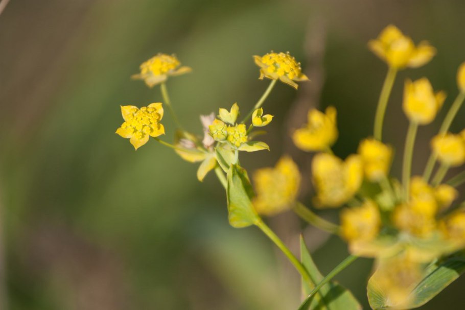 Володушка круглолистная