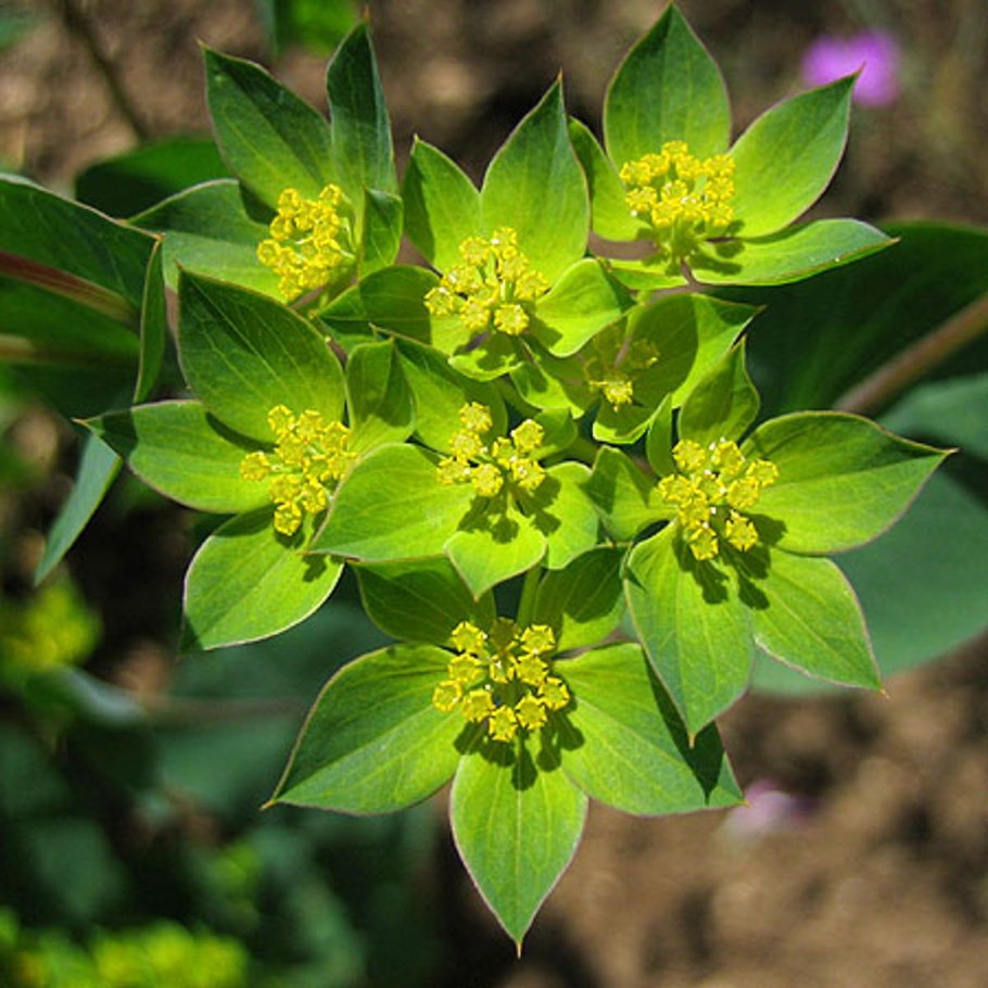 Володушка круглолистная