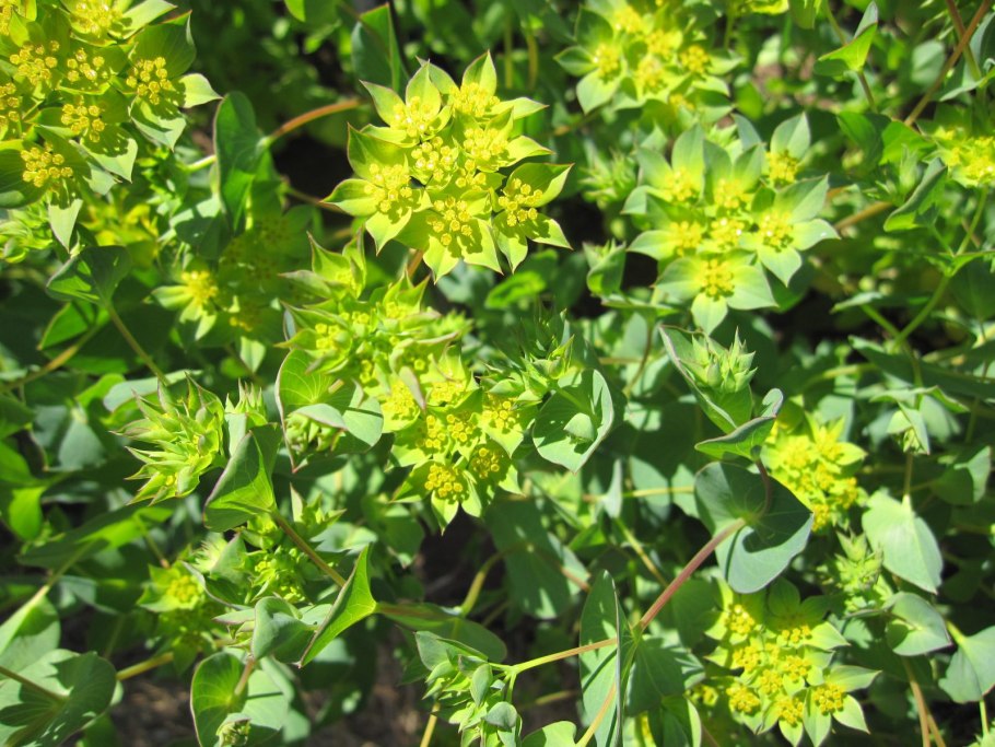 Володушка круглолистная