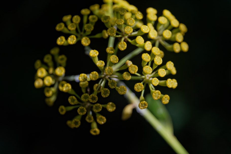 Володушка многожильчатая