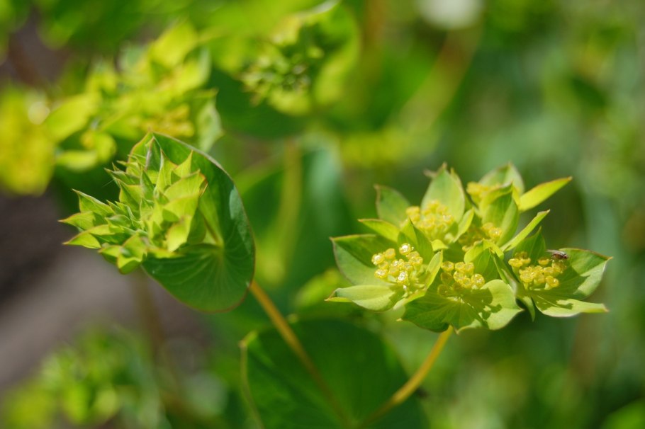 Bupleurum rotundifolium
