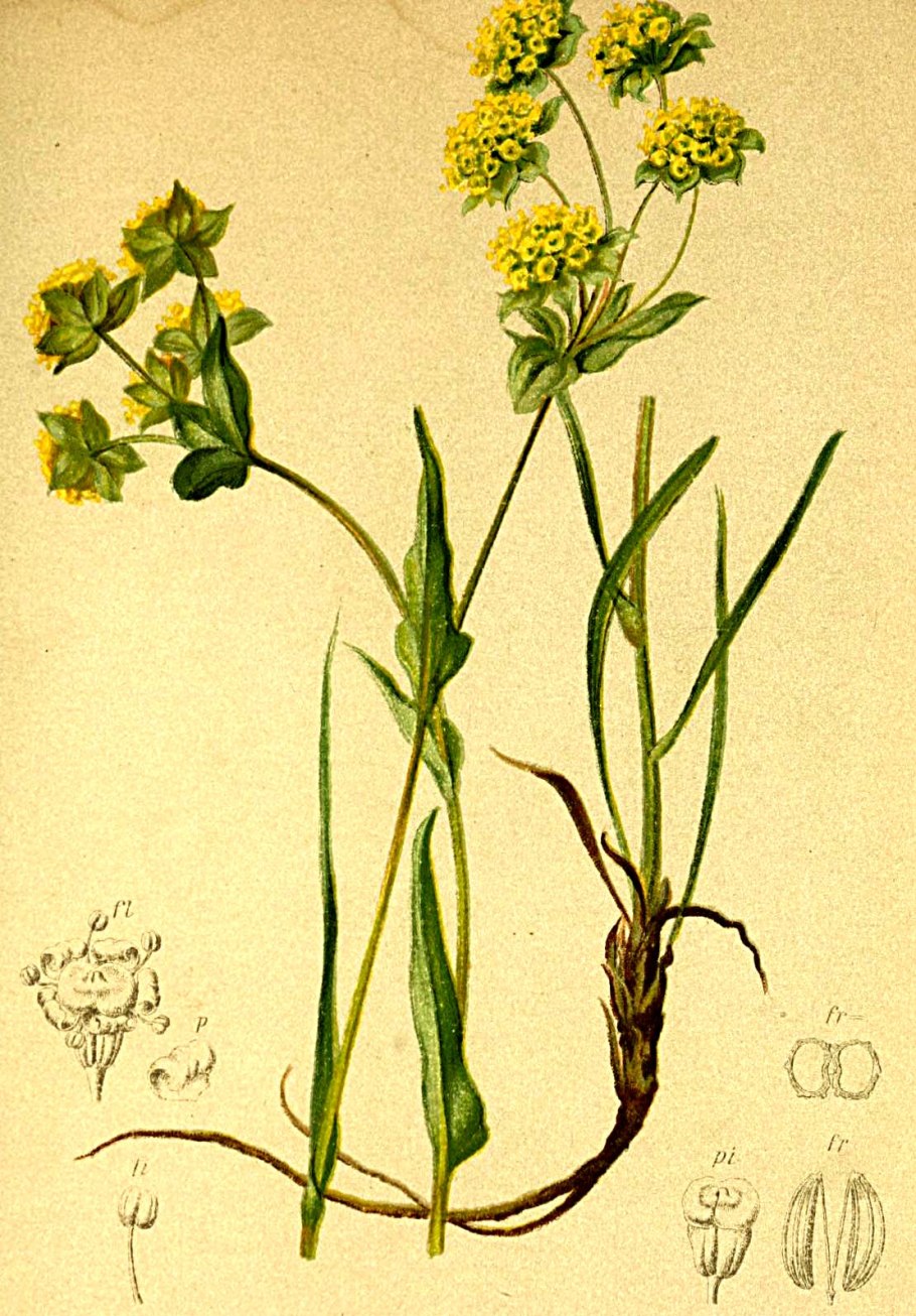 Володушка круглолистная