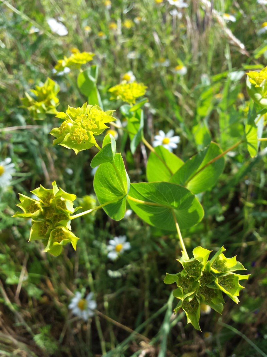 Володушка фильм 2020