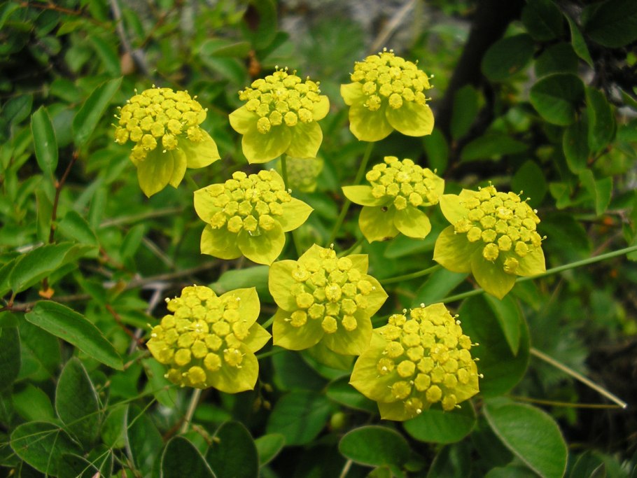 Буплерум Гриффити (l-60)