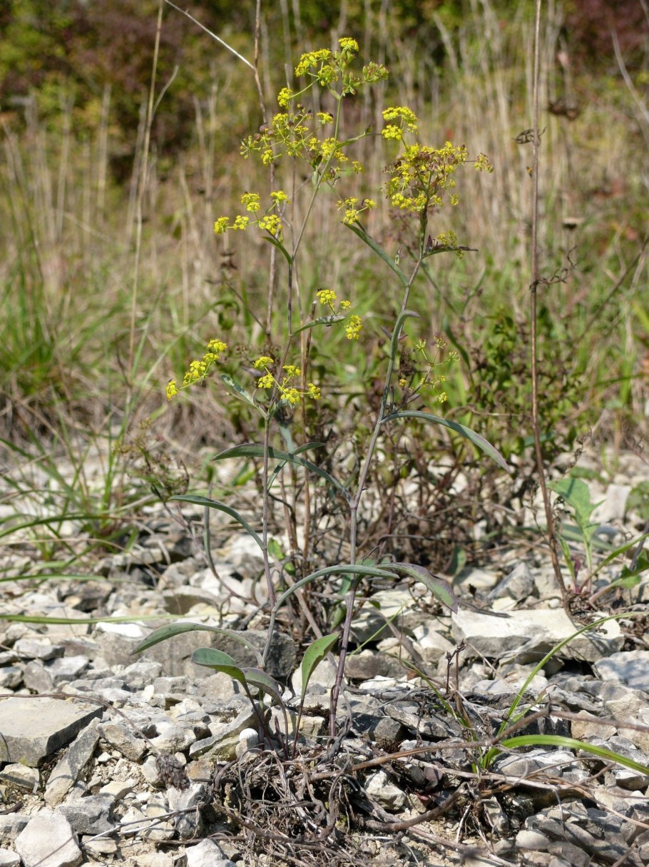 Володушка козициелистная