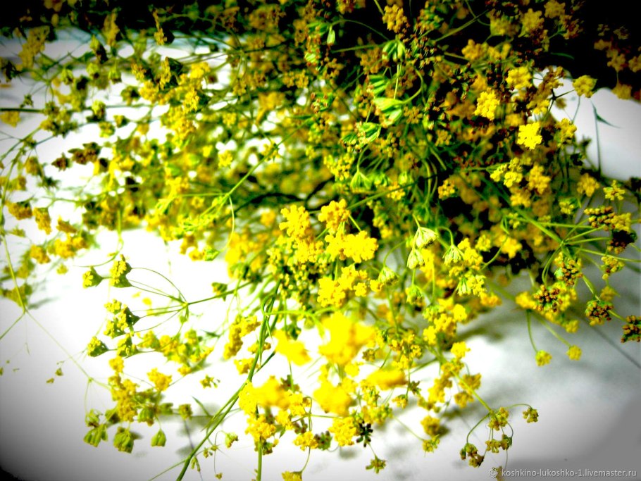 Володушка круглолистная