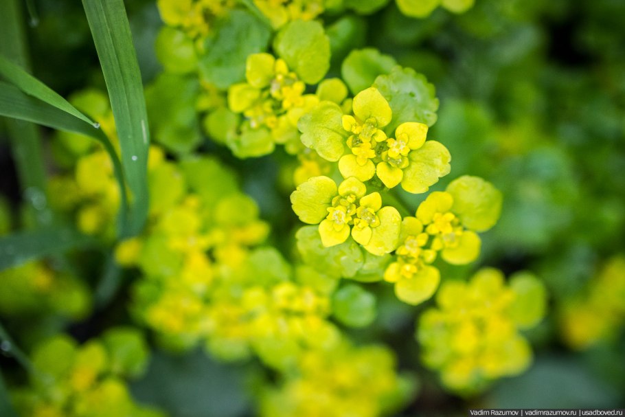 Володушка многожильчатая
