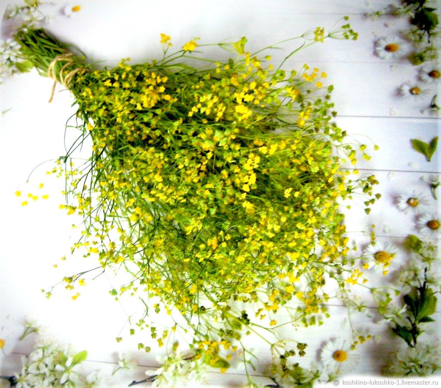 Володушка серповидная фото