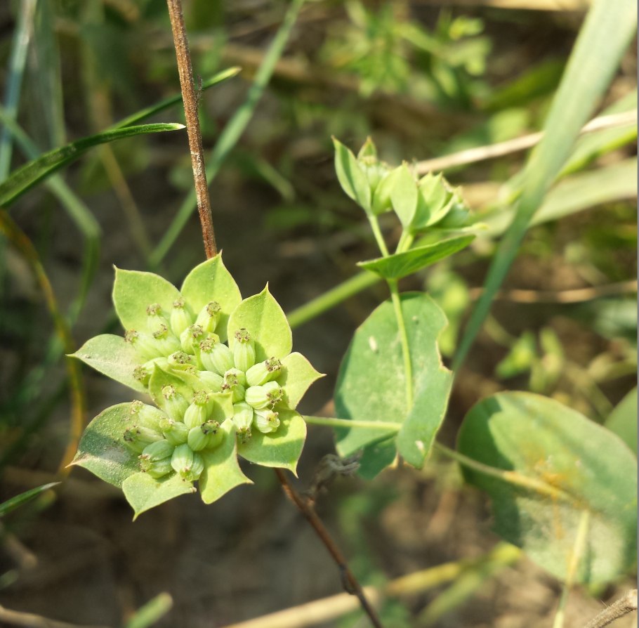 Володушка серповидная Bupleurum falcatum