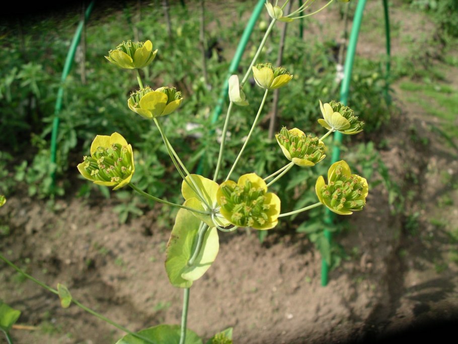 Володушка золотистая