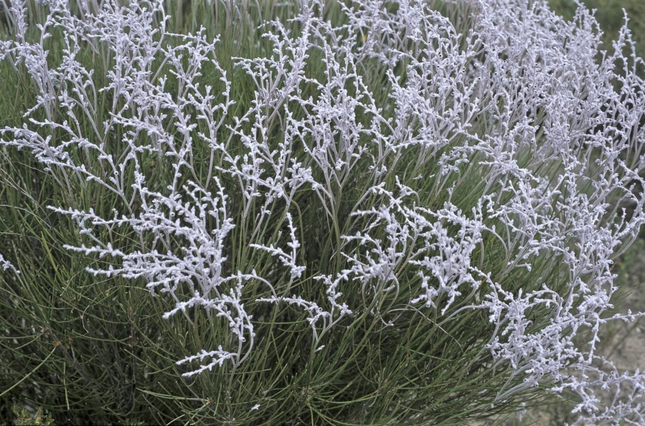 Conospermum undulatus