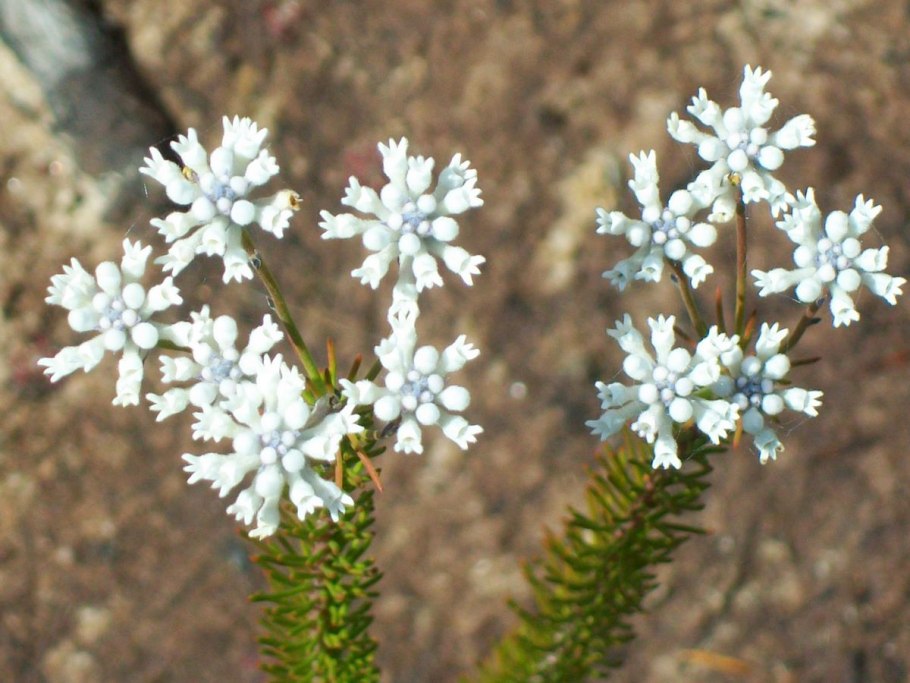 Conospermum stoechadis