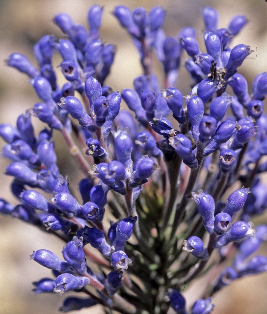 Растительный мир Магнитогорска