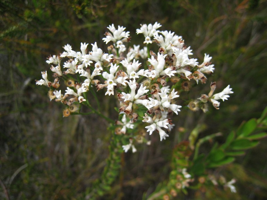 Smokebush, Conospermum