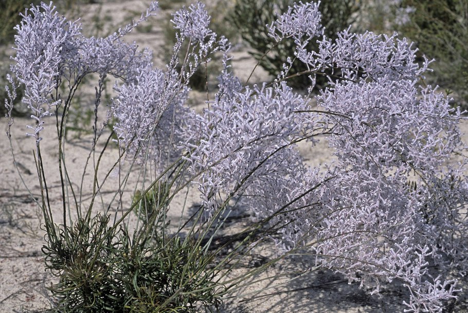 Conospermum floribundum