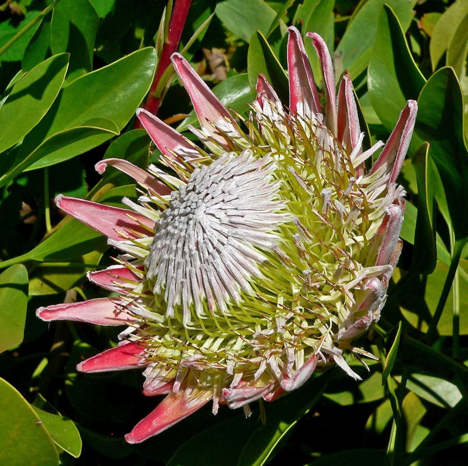 Boronia Fastigiata
