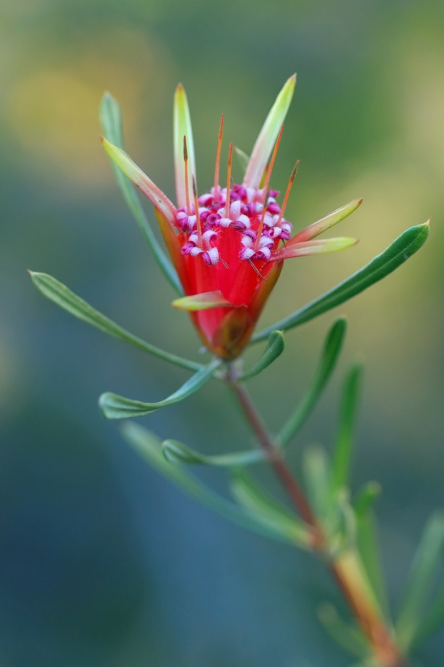 Муравьи опылители