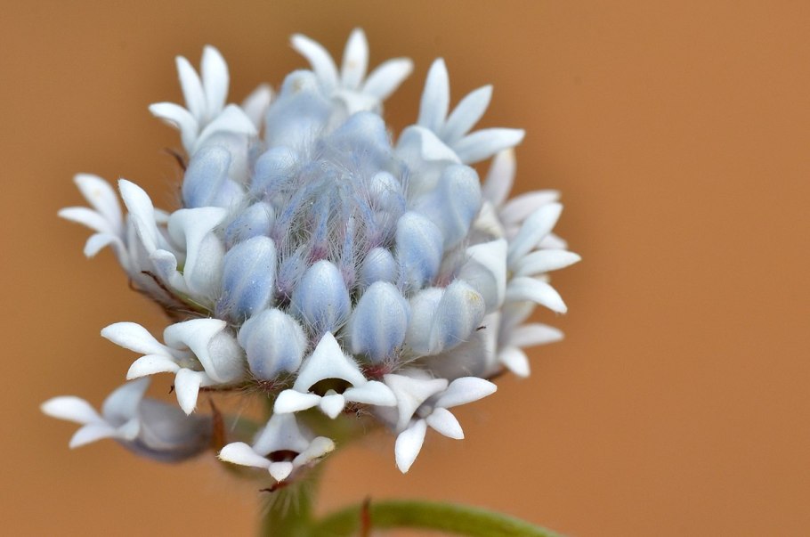 Conospermum stoechadis