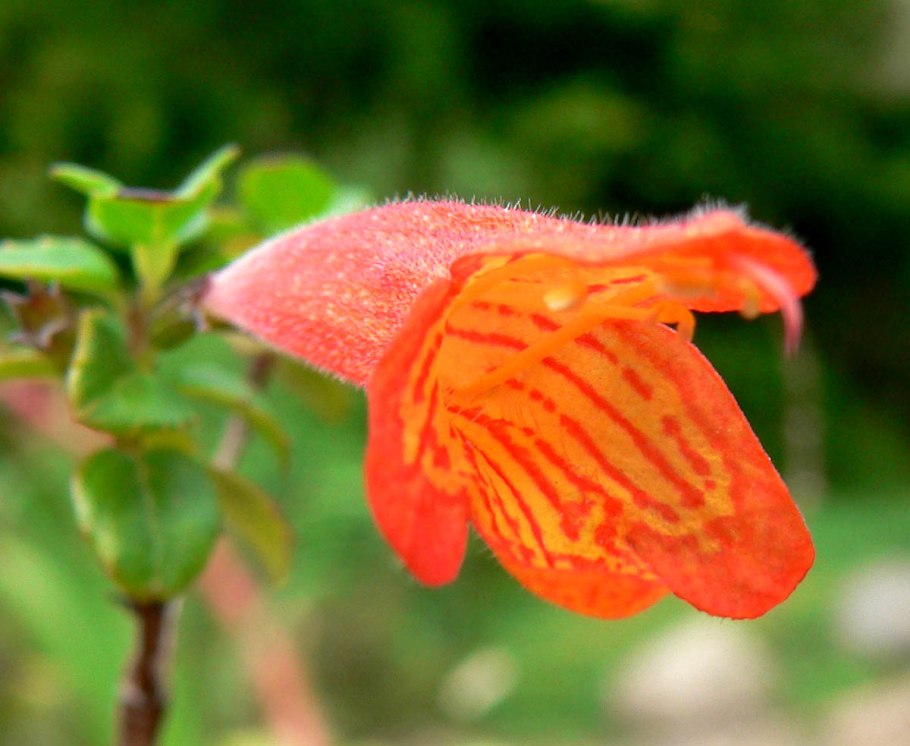 Аденантос комнатное растение