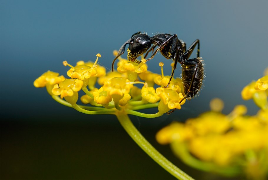Муравьи опылители