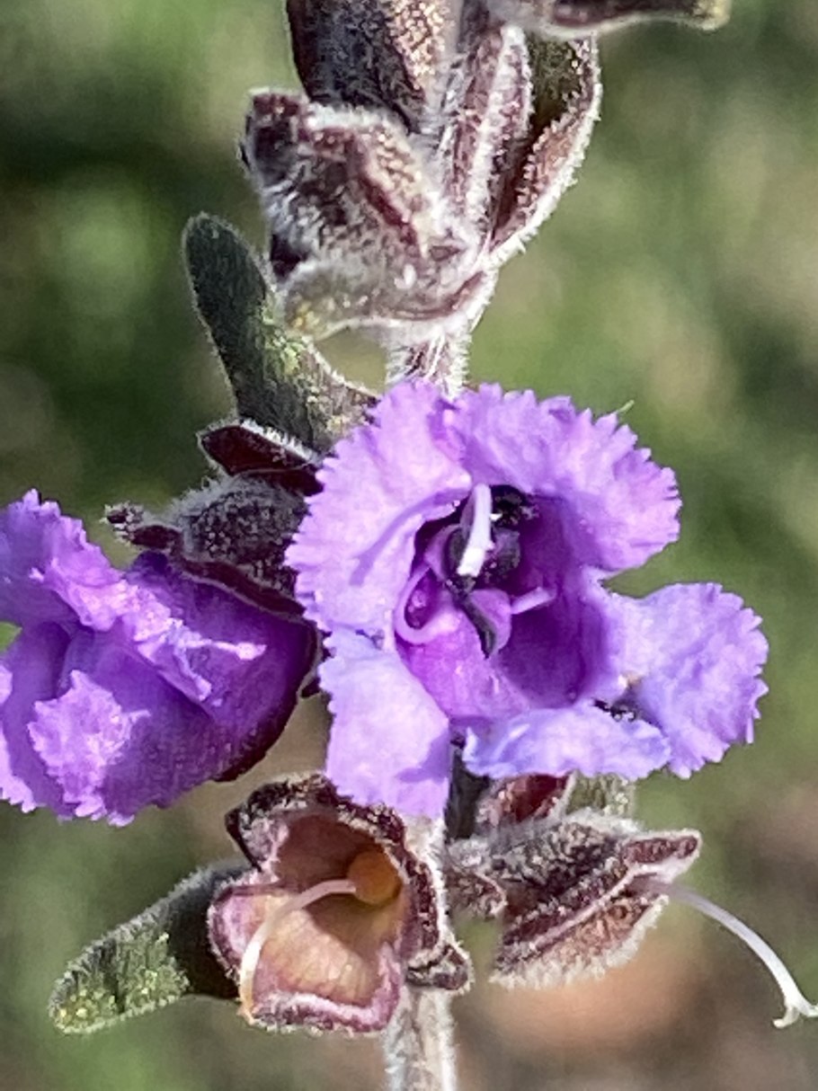 Prostanthera denticulata