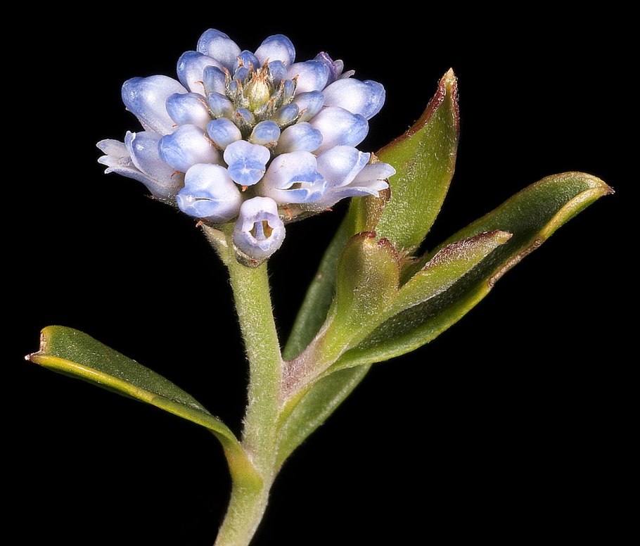 Conospermum ericifolium