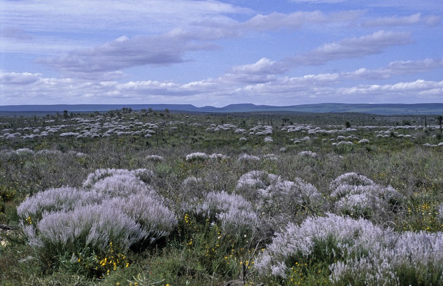 Conospermum incurvum