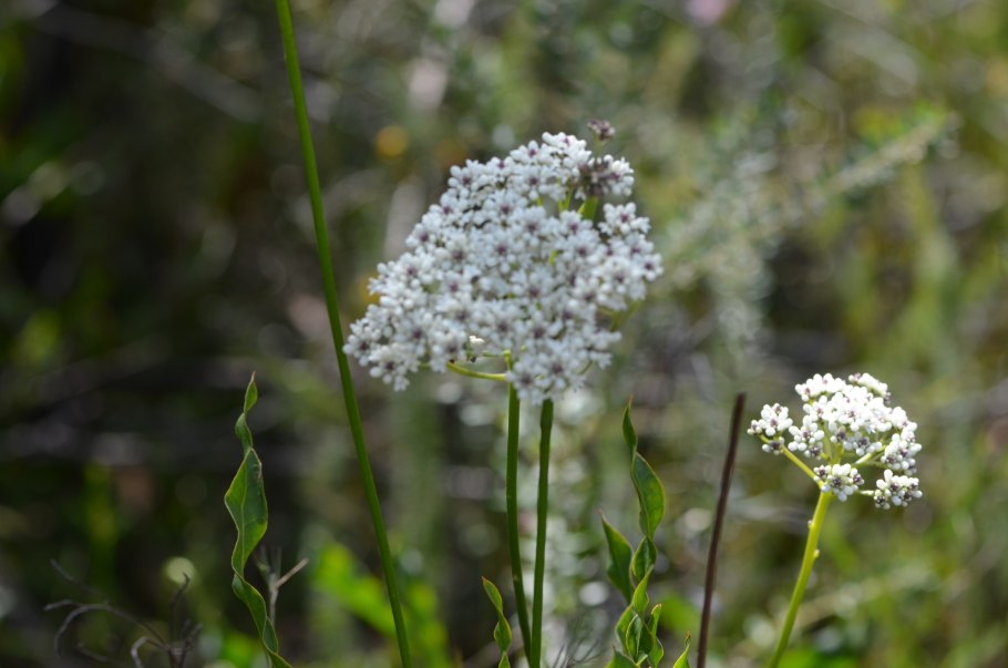 Wallpapers Коноспермум