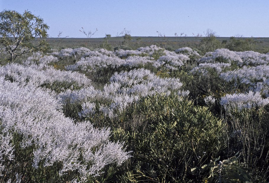 Conospermum undulatum