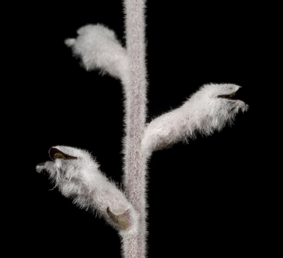 Conospermum croniniae