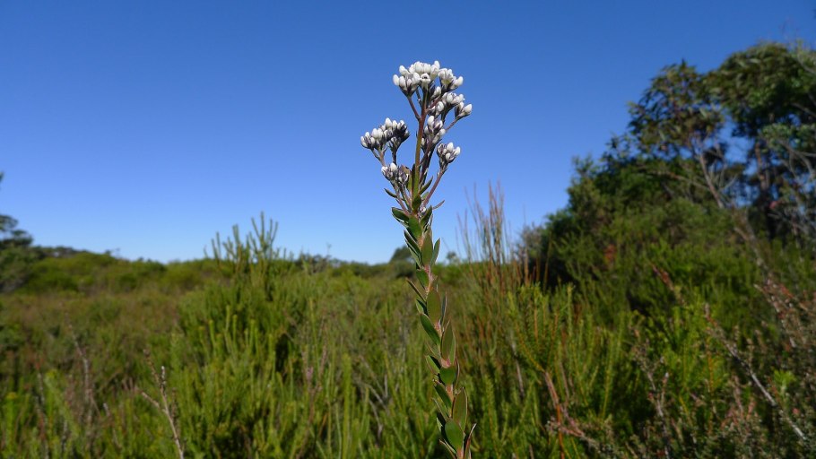 Conospermum longifolium
