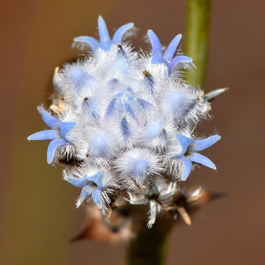 Conospermum floribundum