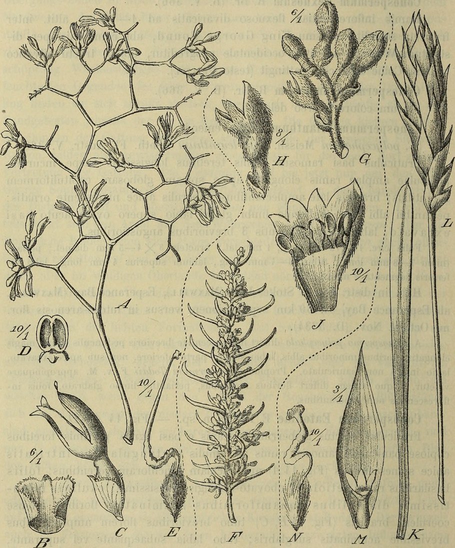 Цветы сетке с Австралии белые