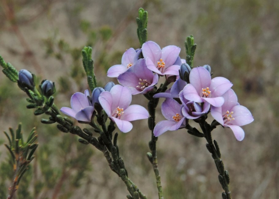 Boronia coerulescens