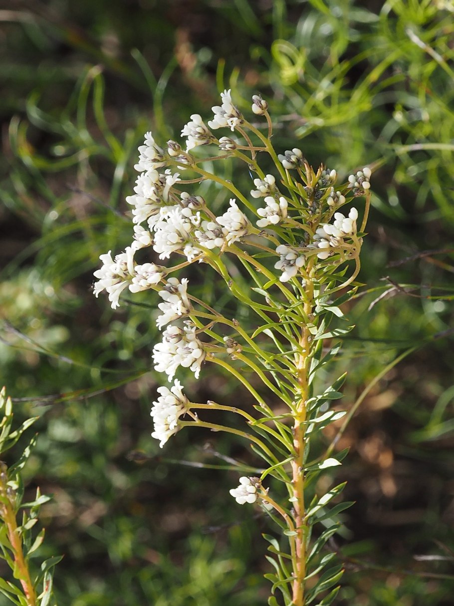 Цветок Банксия протея