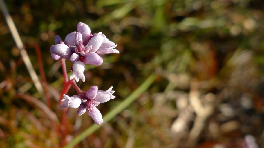 Smokebush, Conospermum