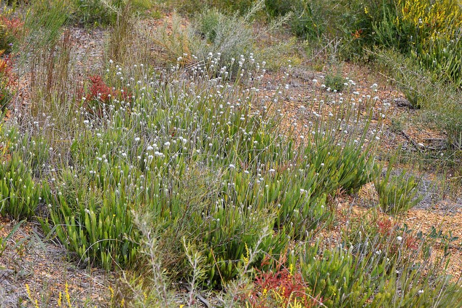 Conospermum ericifolium