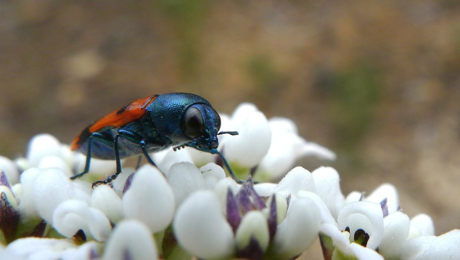 Простантера растение