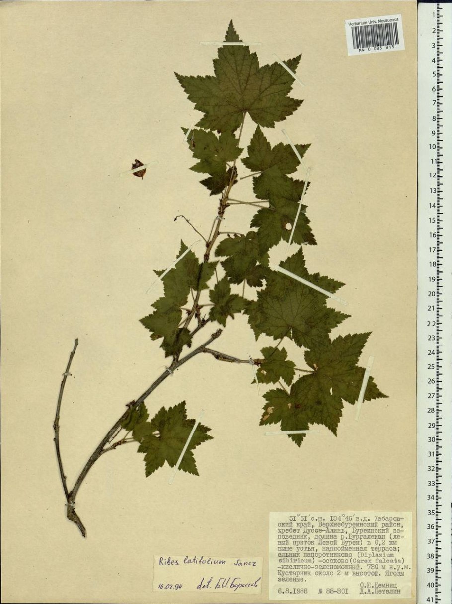 Калина и боярышник